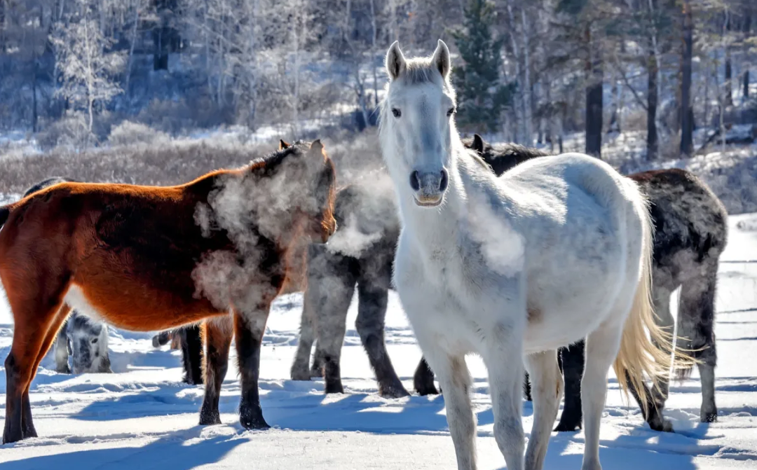 Bilde/illustrasjon om Bykle og Hovden rideklubb
